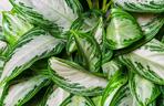 Aglaonema “Silver Bay”