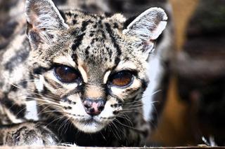 Poznańskie zoo ma nową mieszkankę. Oto Mimi - jej gatunek jest bliski zagrożenia wyginięciem 