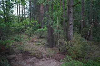 W Puszczy Knyszyńskiej pojawił się niedźwiedź. Ludzie się boją