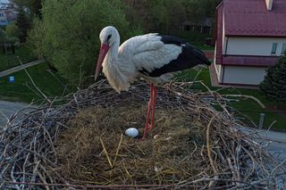  Bociany Błażek i Danusia