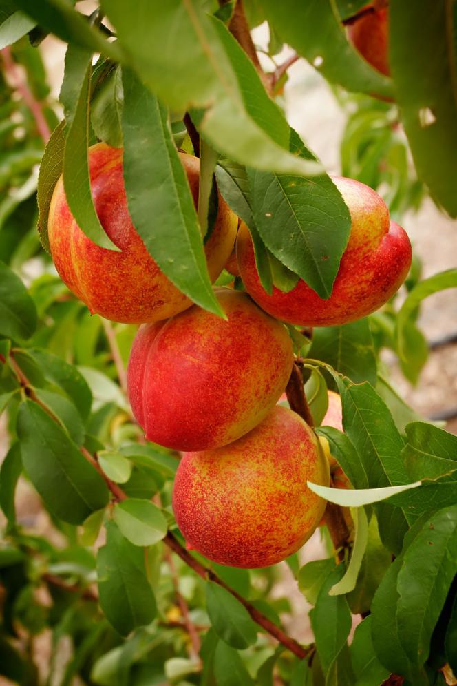 Nektaryna - Prunus persica var. nucipersica