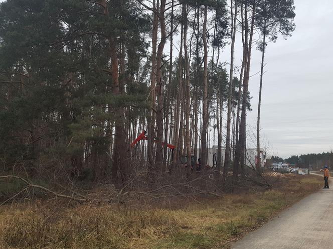 ​Wycinają sosny na ulicy Geodetów w Lesznie. Co tam powstanie? 