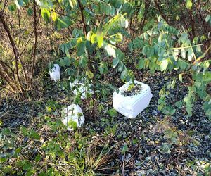 Trucizna ukryta w lesie. Leśnicy wściekli po odkryciu makabrycznego znaleziska