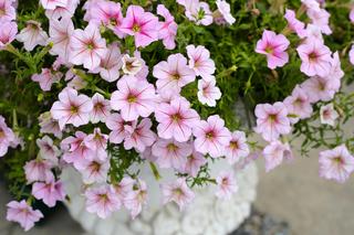 Surfinie na balkonie