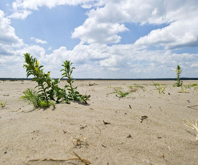 Pustynia Błędowska 