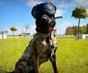Policyjny pies w mundurze za 8 tys. złotych. Benji to istny Robocop