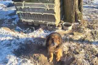 Skrajnie wycieńczone psy w Żołędowie pod Bydgoszczą. Jeden z nich nie przeżył transportu 