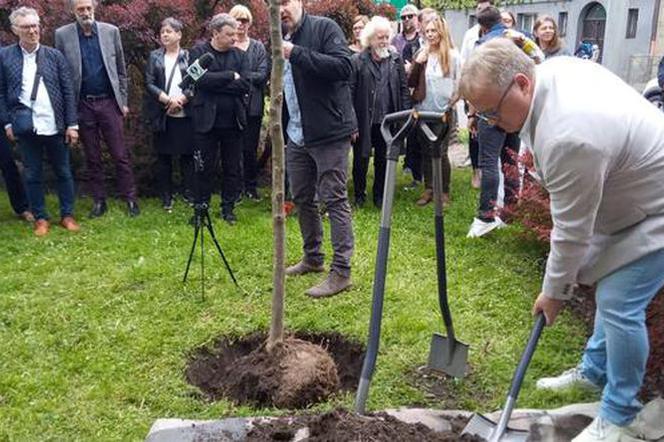 Grab Gnat będzie rósł przed wejściem do Teatru STU