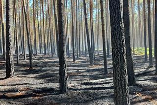 Pożar w Borach Tucholskich. Park Narodowy ostrzega! Występuje duże zadymienie