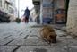 Jakie choroby mogą przenosić szczury? Mieszkańcy Wrocławia walczą z plagą gryzoni