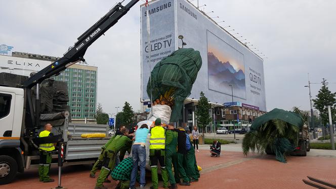 Palmy wróciły na rynek w Katowicach