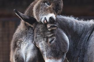 Ten słodziak nie ma jeszcze imienia