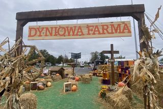 Farma Dyniowa