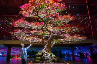 W ten weekend poznański stadion wypełni się rzeźbami z żywych kwiatów. O jakim wydarzeniu mowa?