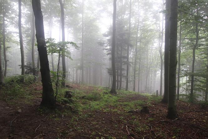 Zapomniany szlak turystyczny w Małopolsce. Liczy ponad 300 km długości! 