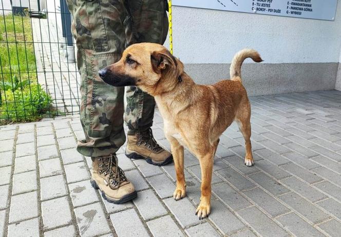 Samica, około 2 lat, trafiła do schroniska 25.04.2023 z Bnina (przekazana przez UG Sadki) 