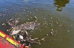 Martwe ryby pływają w Odrze. Strażacy stawiają tamy