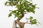 bonsai