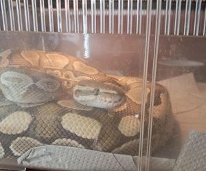 Pyton królewski w kuchni łodzianki. Nietypowa interwencja Animal Patrolu