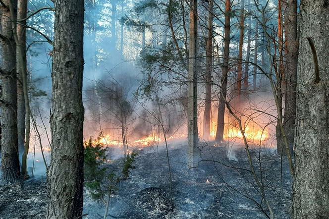 Pożary lasów