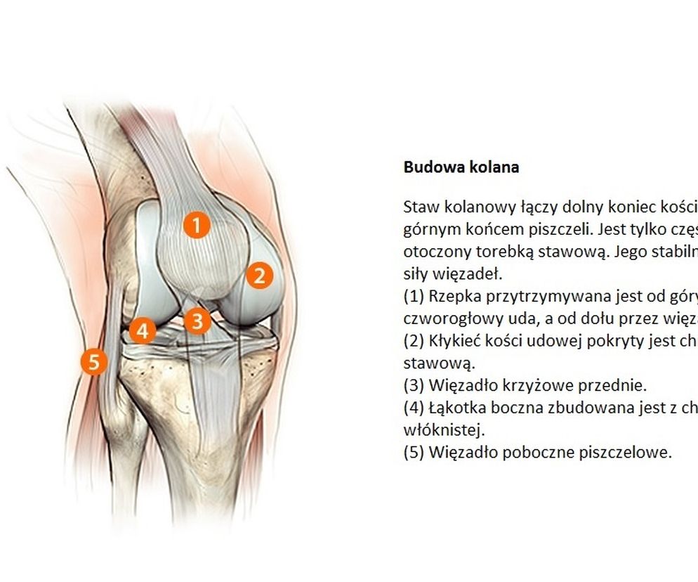 Budowa kolana 
 Staw kolanowy łączy dolny koniec kości udowej z górnym końcem piszczeli. Jest tylko częściowo otoczony torebką stawową. Jego stabilność zależy od siły więzadeł.