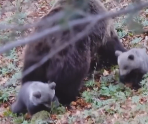 To będzie najsłodsze wideo, jakie dziś zobaczycie! Bieszczadzkie miśki dały popis