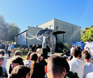 Odsłonięta figura słonia leśnego w Grodzisku Mazowieckim