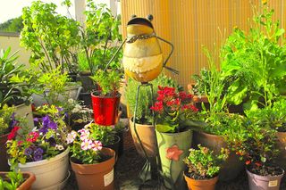 Dziki ogród na balkonie