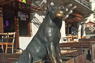 Pierwszy w Polsce posąg psa kundelka znajduje się w Kazimierzu Dolnym