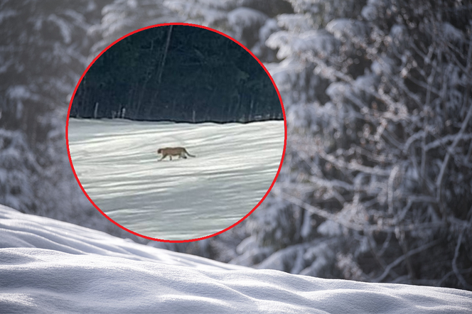 W Małopolsce grasuje puma? Strażacy: Na wszelki wypadek prosimy uważać