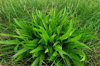 Babka lancetowata - Plantago lanceolata