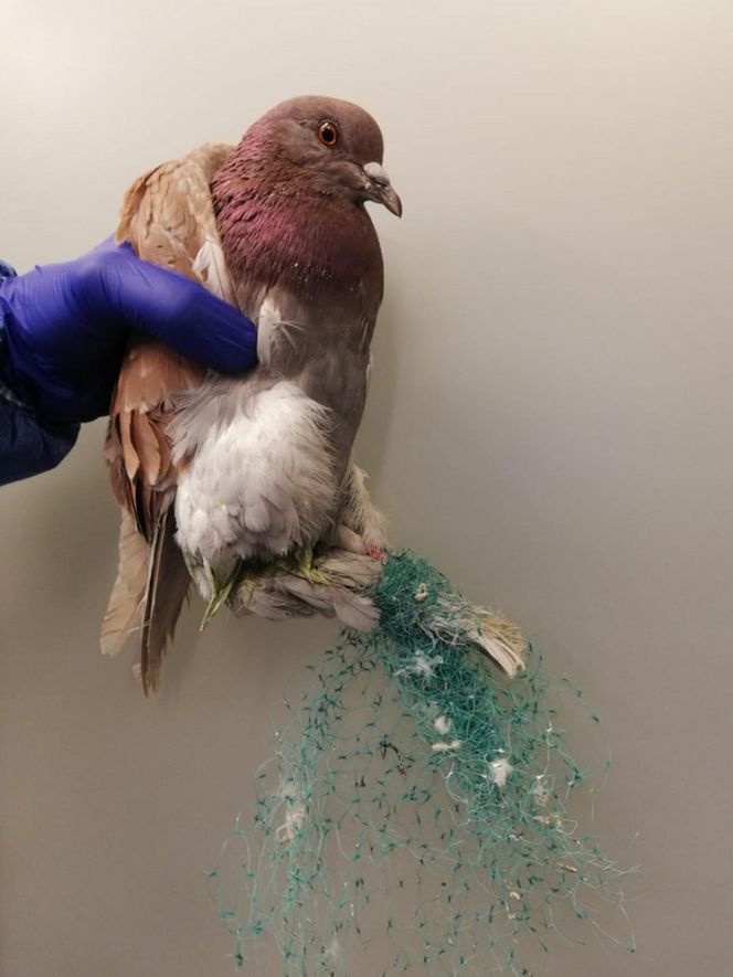 Śmierć w żyłce. Warszawskie ptaki giną przez śmieci wędkarzy.