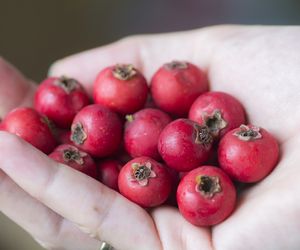 Głóg - właściwości i zastosowanie. Na co pomaga głóg?
