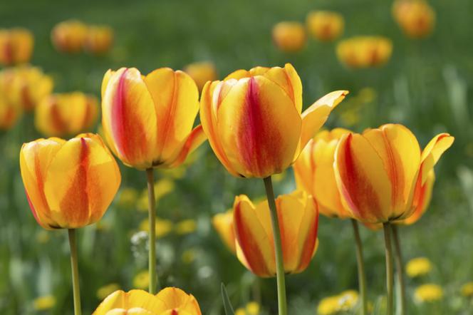 tulipany.jpg