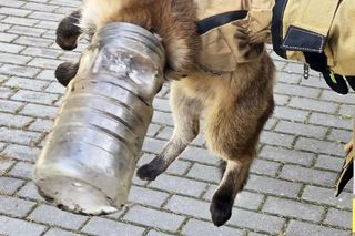 Niecodzienna akcja ratunkowa w Józefowie. Lis utknął w słoiku 