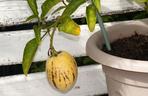 Psianka melonowa