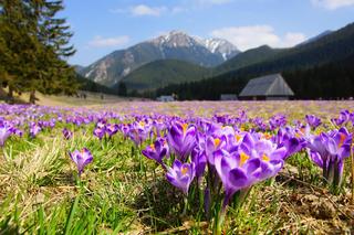 Krokusy w Tatrach 2024. Kwiaty już wystawiają pąki do słońca. Kiedy najlepiej pojechać w góry, by oglądać fioletowe dywany? Znajdziesz je nie tylko w Dolinie Chochołowskiej