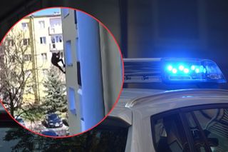 Policjanci gonili… Spider-Mana?