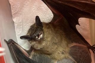  Nietoperzyca Julia będzie hibernować w Lecznicy