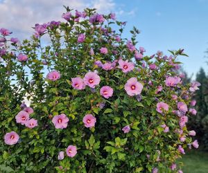Przyszykuj składniki jak do ciasta, zamieszaj i podlej hibiskusa. Rozkwitnie tak, że aż krzykniesz z zachwytu na widok okazałych kwiatów. Domowy nawóz do hibiskusa