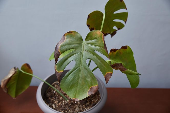Monstera