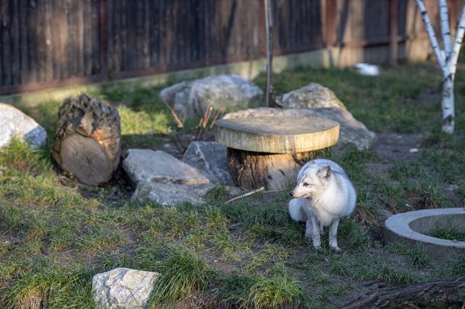 Posłanki i posłowie z wizytą w Zoo