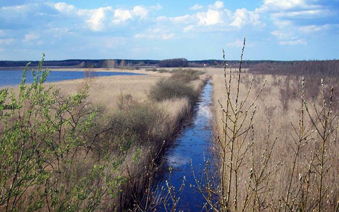 Rezerwat nad jeziorem Świdwie