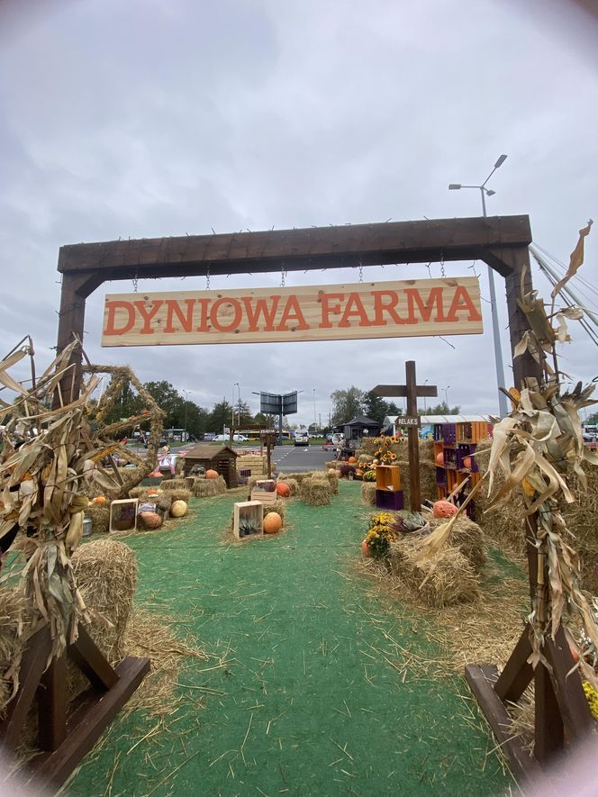 Farma Dyniowa