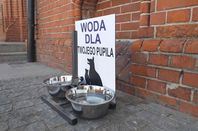 Woda dla zwierzaków podczas upałów w Toruniu