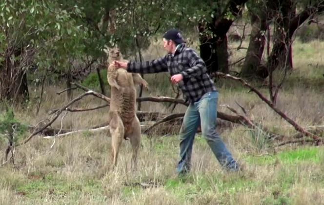 screen z filmu Man punches a kangaroo in the face to rescue his dog