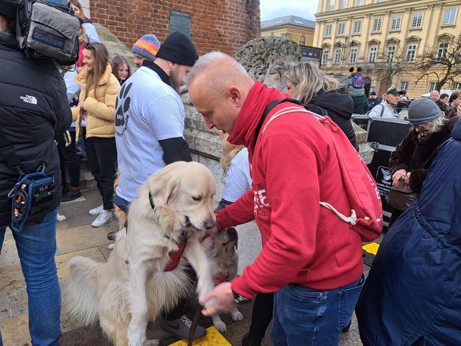 33. Finał WOŚP z grupą krakowskich Golden Retrieverów