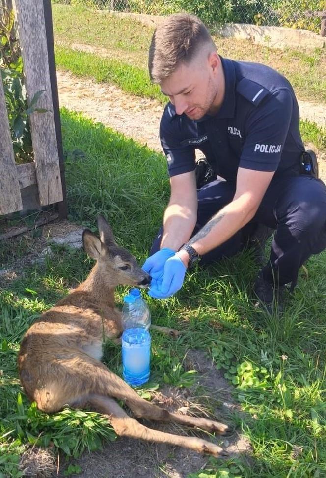 Policjanci pomogli sarence