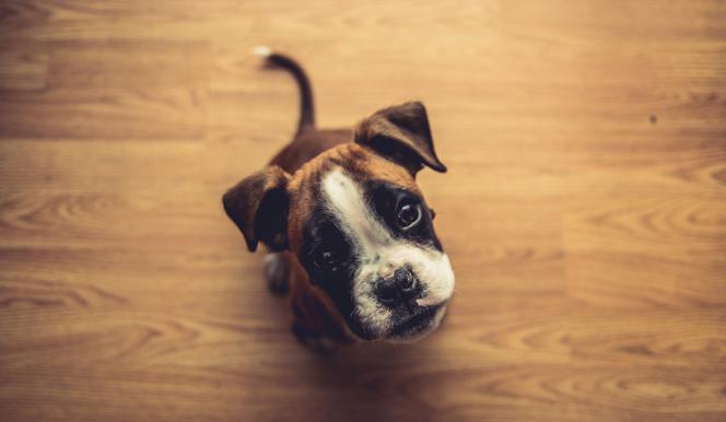 Pies ci pączka lizał!: Nietypowa inicjatywa w Skawinie [AUDIO]