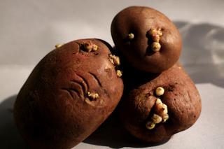 Masz w domu kiełkujące ziemniaki? Lepiej się ich pozbądź